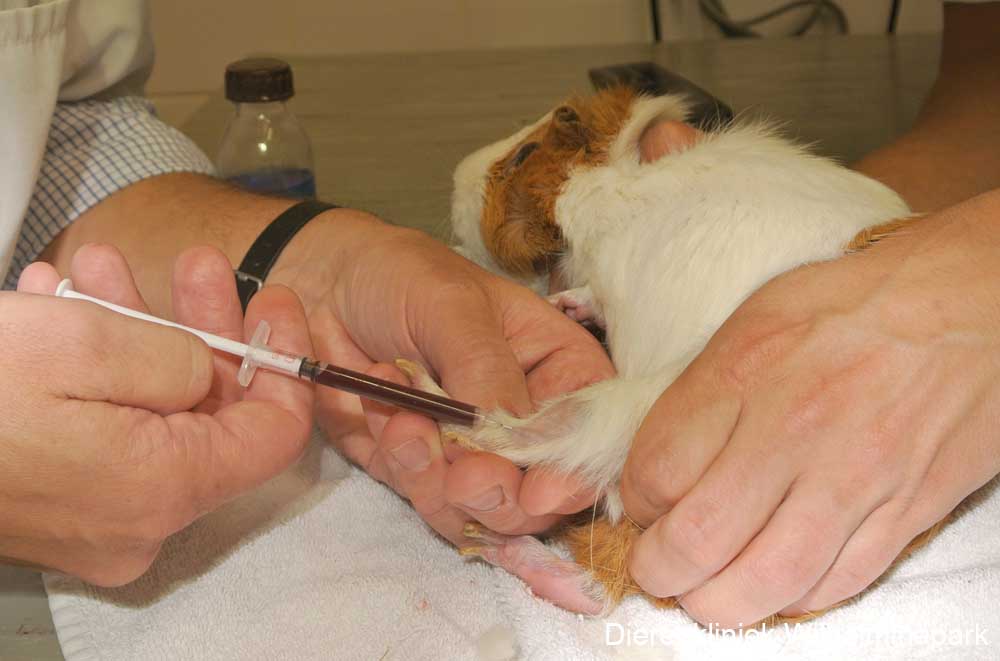 Bloed afnemen bij een cavia